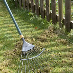 Scarifying garden lawn to remove moss using leaf rake