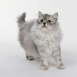 Silver Tabby Persian longhaired cat with short tail and rings on legs, standing