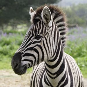 South Africa, Cape Town Tygergerber Burchells zebra, close-up