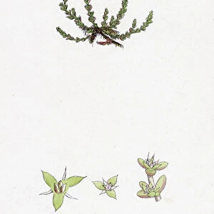 Tillaea muscosa, Mossy Tillaea