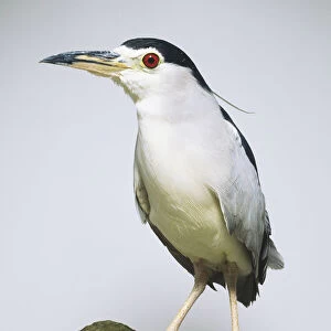 Front view of a Black-crowned Night Heron (Nycticorax nycticorax), perching on a rock, head in profile