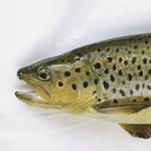 Side view of a dead brown trout with grey brown scales and dark spots covering the top half of its body