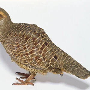 Side view of an Indian Grey Francolin, with head in profile