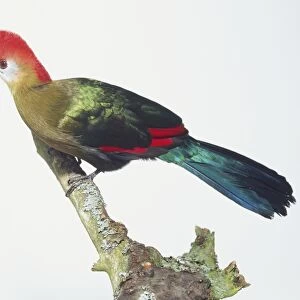Side view of a Red-Crested Turaco, perching on a branch, with head in profile showing the bright red, dense crest of fine feathers on the head, small yellow bill, green breast feathers and darker wing and body plumage