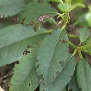 Vine weevil damage on herb leaves, close-up