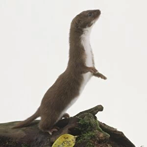 Weasel, mustela nivalis, standing on hind legs, side view
