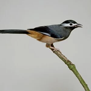White-eared Sibia (Heterophasia auricularis) perching on branch