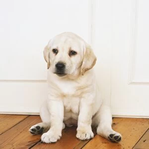 Yellow Labrador Retriever puppy (Canis familiaris) sitting on wooden floor, front view