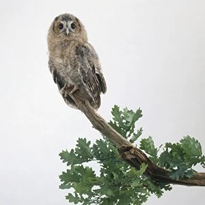 A young Tawny owl (Strix aluco) perched on top of an oak branch, looking at camera