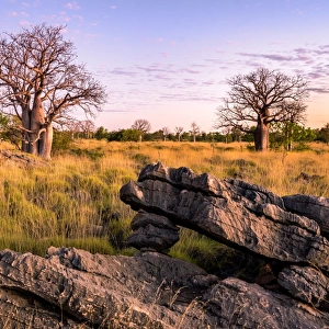 Baobab trees at Oscar Range