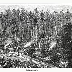 Eucalyptus forest in Australia, wood engraving, published in 1899