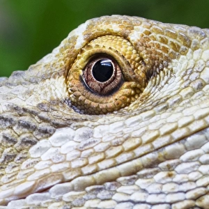 Eye of a Bearded Dragon Lizard
