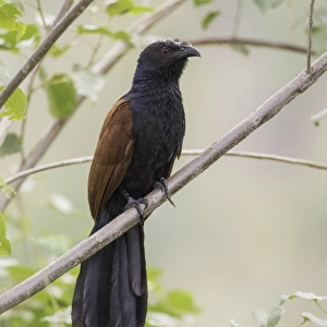 Greater coucal (Centropus sinensis)