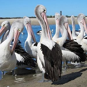 Pelican Group Preening