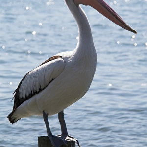 A pelican perched on a piling on the water
