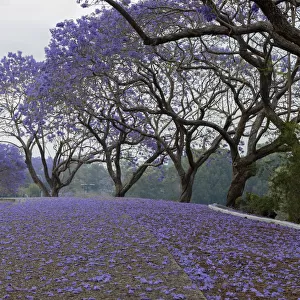 A purple covered bikeway of Jacaranda flowers