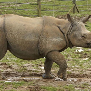 Adult Indian rhinoceros (Rhinoceros unicornis)