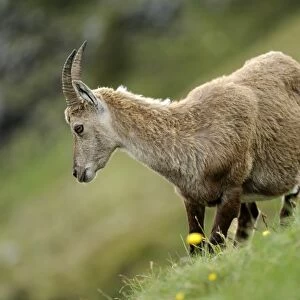 Alpine Ibex -Capra ibex-, female, standing in meadow, Niederhorn, Bernese Oberland, Switzerland, Europe