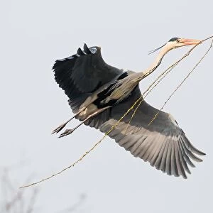 Approaching Grey Heron (Ardea cinerea) with nesting material, Hesse, Germany