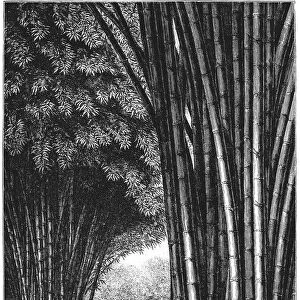 Bamboo forest on Java