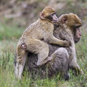 Barbary Macaques -Macaca sylvanus-, adult and young, captive, Rhineland-Palatinate, Germany