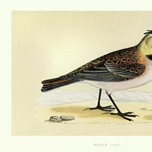 Birds - Shore lark - Eremophila alpestris