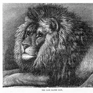 Cape mane lion engraving 1894
