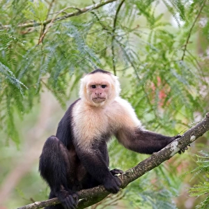Capuchin monkey (Cebus capucinus) Costa Rica