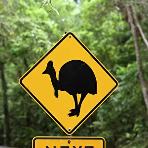 Cassowaries Related Images
