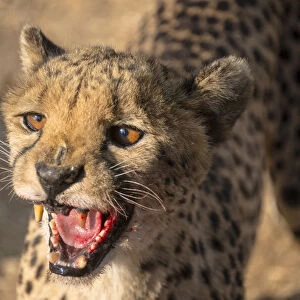 Cheetah -Acinonyx jubatus-, Khomas, Namibia