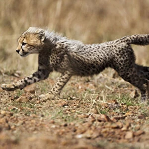 Cheetah, ai Mara Game Reserve, Kenya