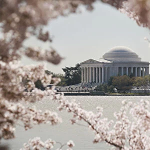 cherry blossoms in DC: Jefferson Memorial