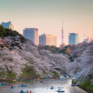 Chidorgafuchi at sunset with cherry blossom, Tokyo