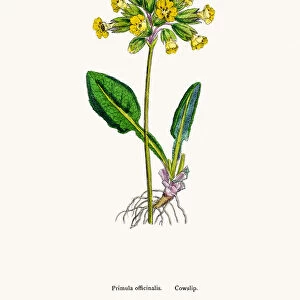 Cowslip Primrose flower