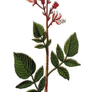 Dictamnus albus, which has several geographical variants. It is also known as burning bush