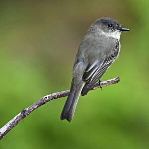 Eastern phoebe in early autumn