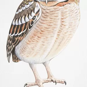 Elf Owl (Micrathene whitneyi)