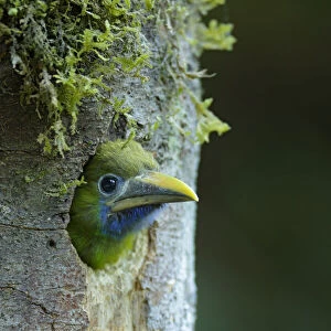 Blue Throated Toucanet