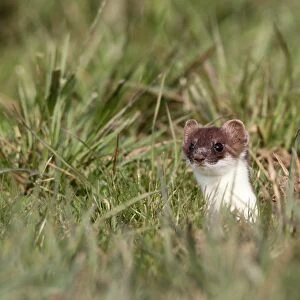 Ermine, short-tailed weasel -Mustela erminea-, with summer coat, looking out of its den, Allgaeu, Bavaria, Germany, Europe