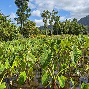 Field with taro plants, Kauai, Hawaii, United States