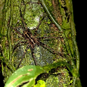 Fishing spider -Dolomedes sp. -, Tiputini rainforest, Yasuni National Park, Ecuador, South America