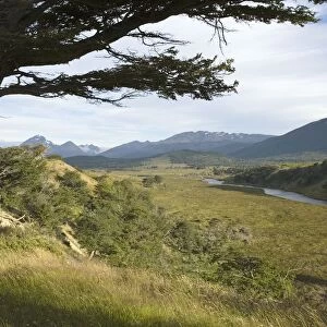 Flag / Beech Trees (Arboles bandera) - View Over Valley Landscape