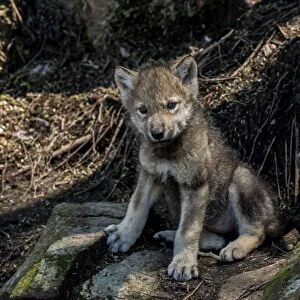 Gray Wolf pup