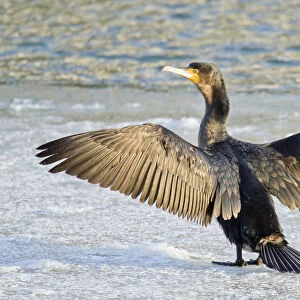 Great Cormorant -Phalacrocorax carbo- standing with outstretched wings on ice, North Hesse, Hesse, Germany