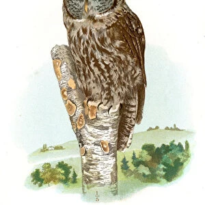 Great grey owl lithograph 1897
