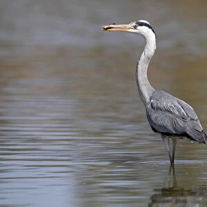 Grey Heron -Ardea cinerea- standing in shallow water, with a captured fish in its beak, Camargue, France, Europe