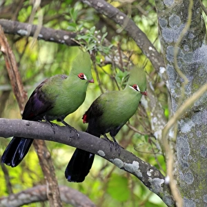 Turacos Related Images