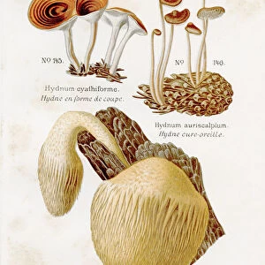 Hedgehog mushroom 1891
