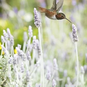 Hummingbird among lavender