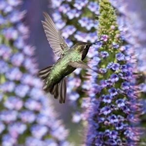 Hummingbird and Pride of Madeira Wildflower